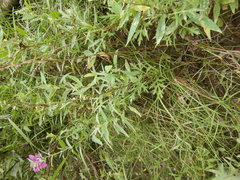 Artemisia mongolica