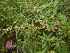 Artemisia mongolica