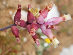 Lachenalia trichophylla