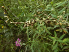Artemisia mongolica