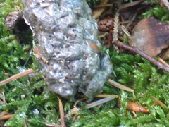 Bionectriaceae