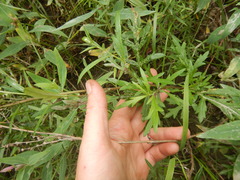 Artemisia mongolica