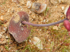 Lachenalia trichophylla