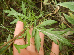 Artemisia mongolica