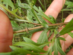 Artemisia mongolica