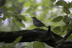 Turdus philomelos