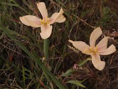 Moraea nana