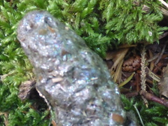 Bionectriaceae