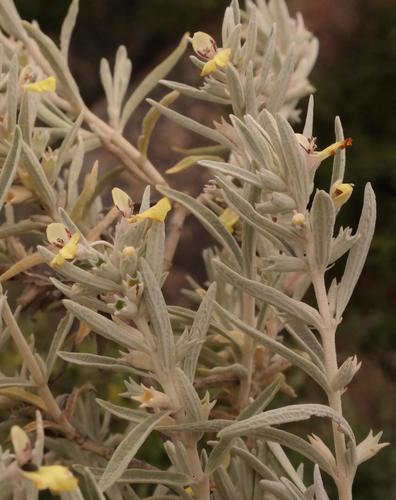 Yellow Tea Stachys (Stachys flavescens)