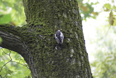 Dendrocoptes medius