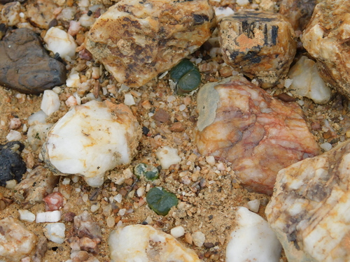 Conophytum acutum