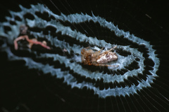 Cyclosa argentata