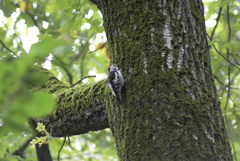 Dendrocoptes medius