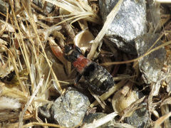 Prostemma albimacula