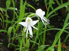 Habenaria grandifloriformis