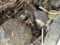 Prostemma albimacula