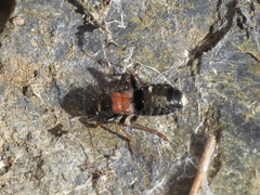 Prostemma albimacula