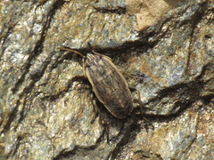 Gonianotini