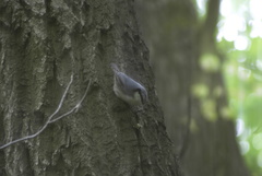 Sitta europaea