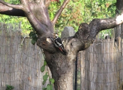 Dendrocopos syriacus