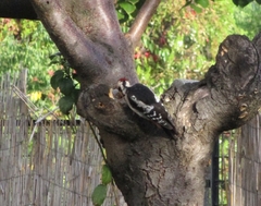 Dendrocopos syriacus