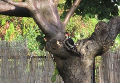 Dendrocopos syriacus