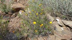 Gorteria integrifolia