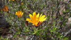 Gorteria integrifolia