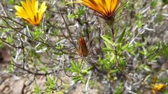 Gorteria integrifolia