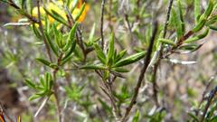 Gorteria integrifolia