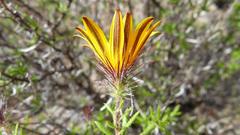 Gorteria integrifolia