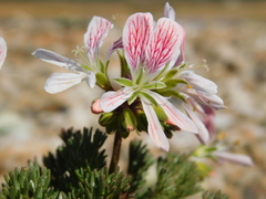Pelargonium quarciticola