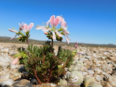 Pelargonium quarciticola