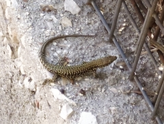 Podarcis muralis