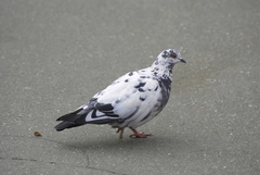 Columba livia domestica
