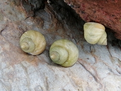 Littorina saxatilis