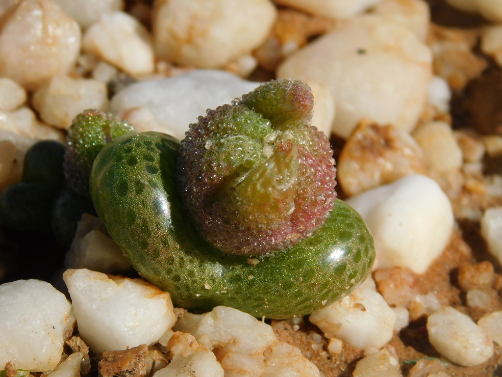 Monilaria luckhoffii L. Bolus 3