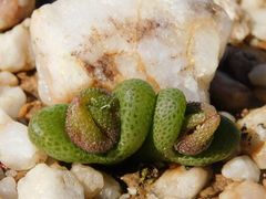 Diplosoma luckhoffii