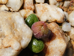 Diplosoma luckhoffii