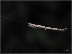 Miagrammopes orientalis