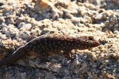 Gehyra variegata