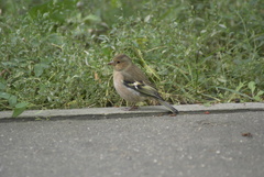 Fringilla coelebs