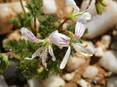 Pelargonium quarciticola