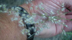 Melinis repens repens