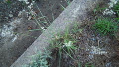 Melinis repens repens