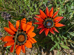 Gazania rigida