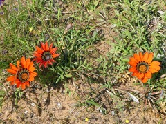 Gazania rigida