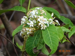 Holarrhena pubescens