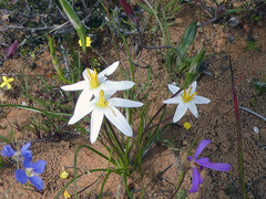 Pauridia serrata albiflora