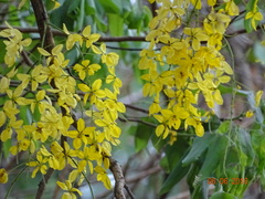 Cassia fistula